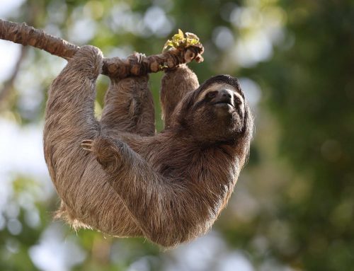 L’esprit critique, ce n’est pas le problème