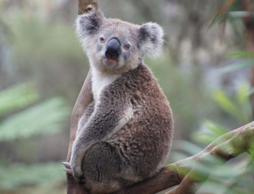 L&rsquo;IA révélatrice de notre niveau d&rsquo;exigence